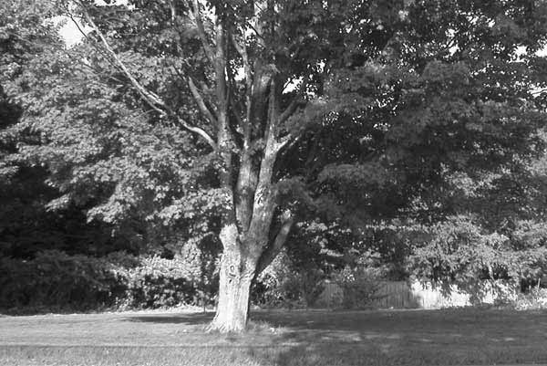 Taylor House